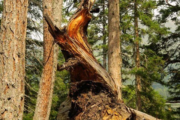 Gespalkt stam — Stockfoto