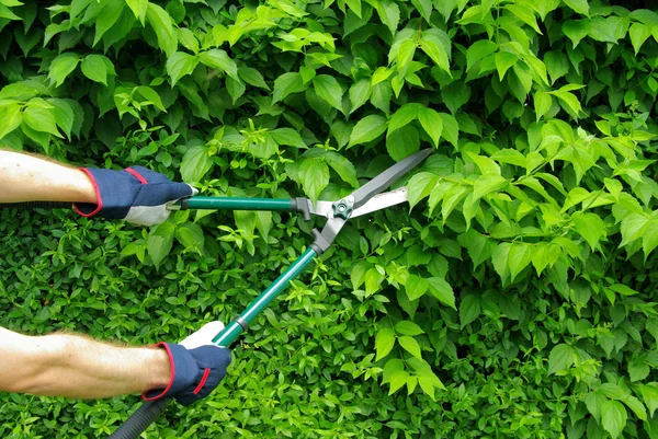 Cut a hedge — Stock Photo, Image