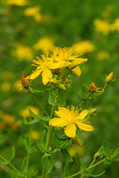 St johns wort — Φωτογραφία Αρχείου