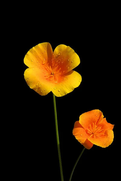 Kalifornischer Mohn — Stockfoto