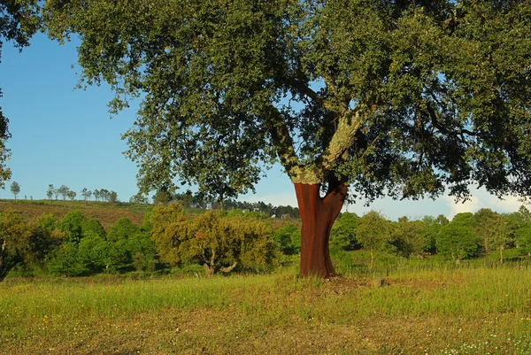 Roble de corcho —  Fotos de Stock