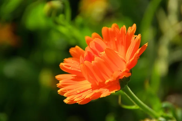 Calendula — Stock Photo, Image