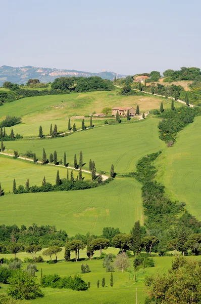 Curva dei cipressi in Italia — Foto Stock