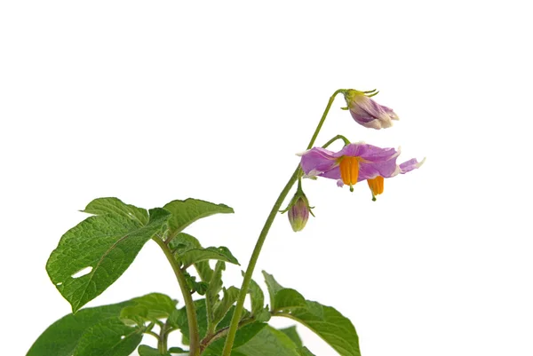 Flor de batata — Fotografia de Stock