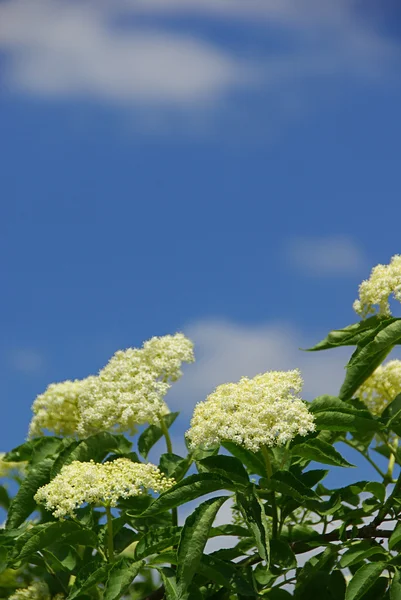 接骨木花 — 图库照片