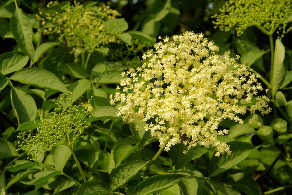 Holunderblüte — Stockfoto