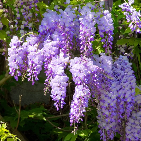Wisteria