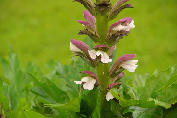 Acanthus mollisakantovými mollis — Stock fotografie