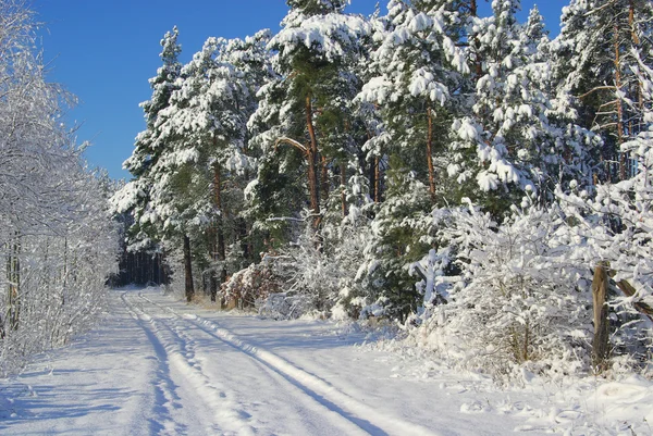 Skog om vinteren – stockfoto