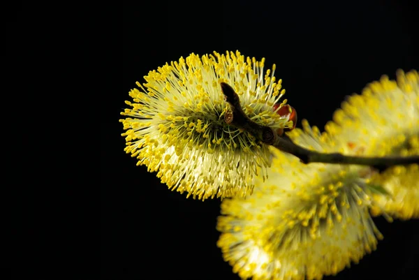 Catkin — Stock Photo, Image