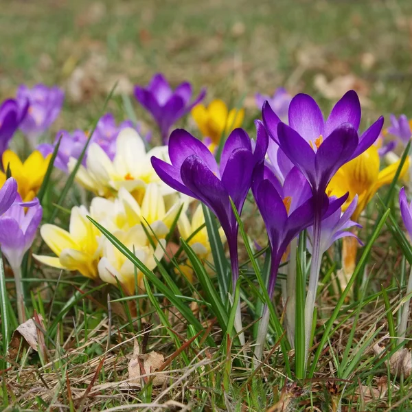 Crocus — Stockfoto