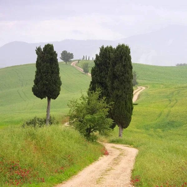 Cipreste da Toscana com pista — Fotografia de Stock