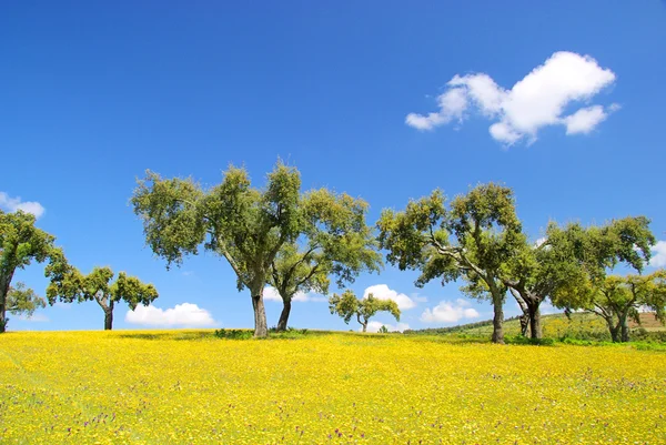 Meadow and cork oaks — Stock Photo, Image