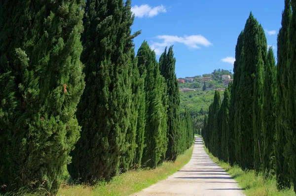 Avenida Cypress, Toscana — Fotografia de Stock