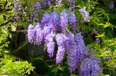 Wisteria clipart