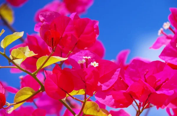 Bougainvillea — Stockfoto