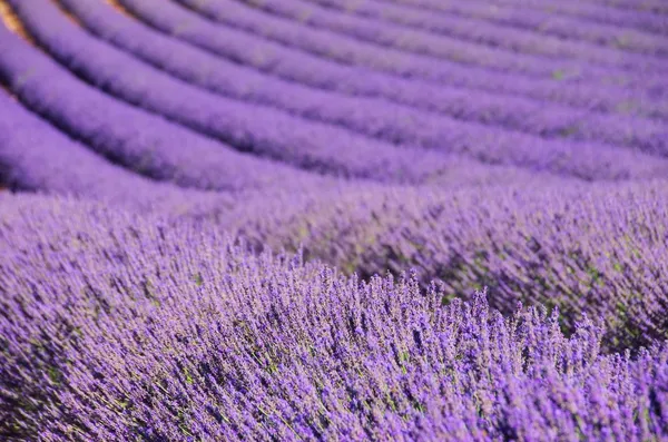 Campo de lavanda — Fotografia de Stock