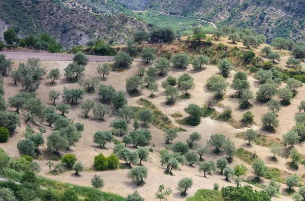 Gajów oliwnych w Kalabrii — Zdjęcie stockowe