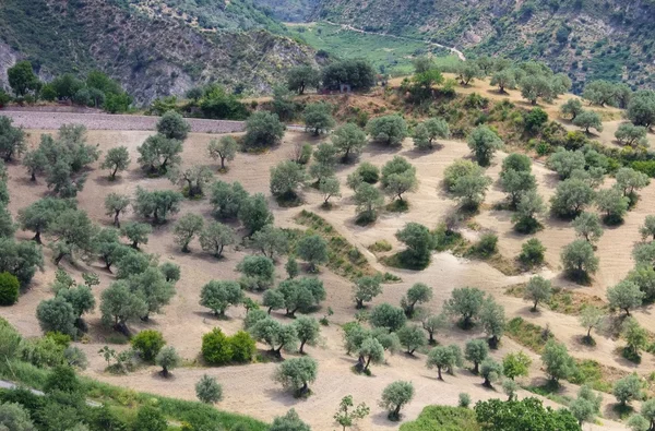 Olivar en Calabria —  Fotos de Stock