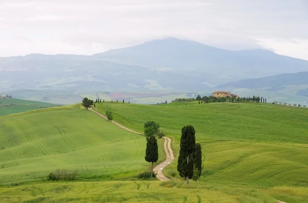 Cipreste da Toscana com pista — Fotografia de Stock