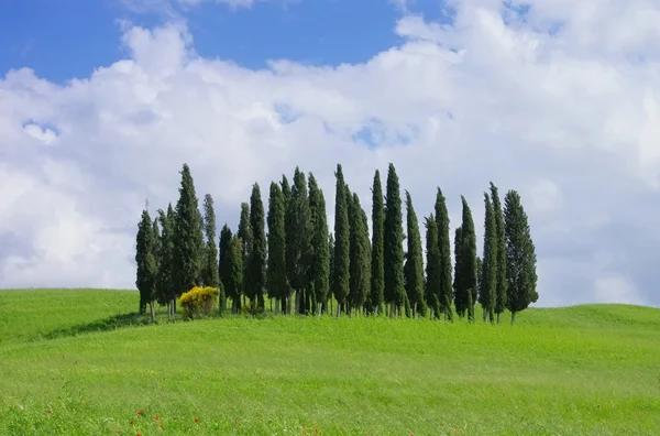 Cypress trees on the field — Stock Photo, Image