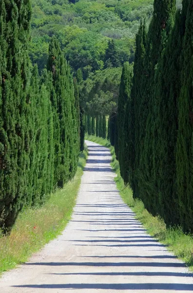 Cypress Caddesi — Stok fotoğraf