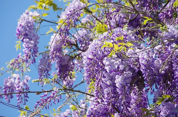 Wisteria