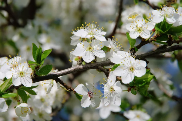 Pflaumenbaumbluete - plum blossom 23 — Stock Photo, Image