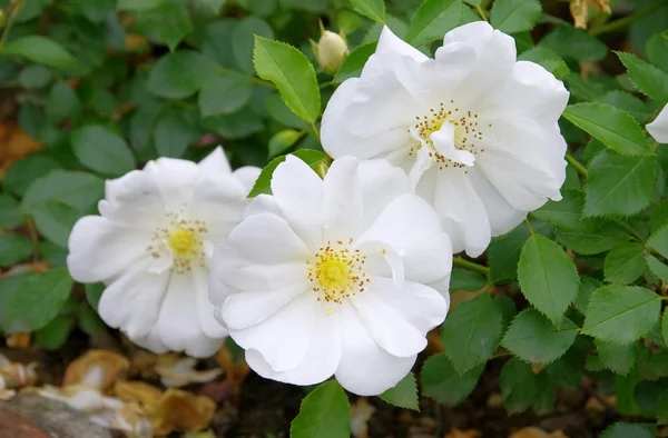 Wild rose — Stockfoto