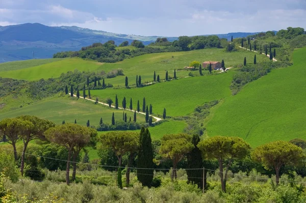 Cipreses de Toscana con pista — Foto de Stock