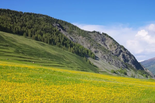 Engadin perto de St. Moritz — Fotografia de Stock