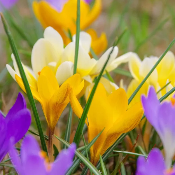 Krokus 89 — Stockfoto