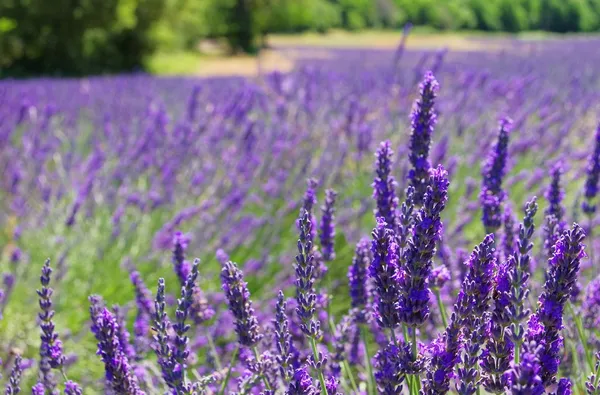 Campo de lavanda 53 — Fotografia de Stock