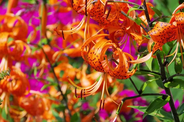 Lily flower — Stock Photo, Image