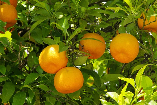 Orange fruit on tree 06 — Stock Photo, Image