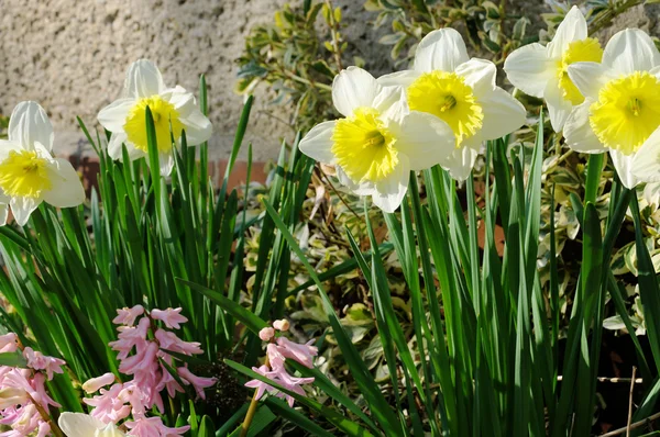 Daffodil and hyacinth 11 — Stock Photo, Image