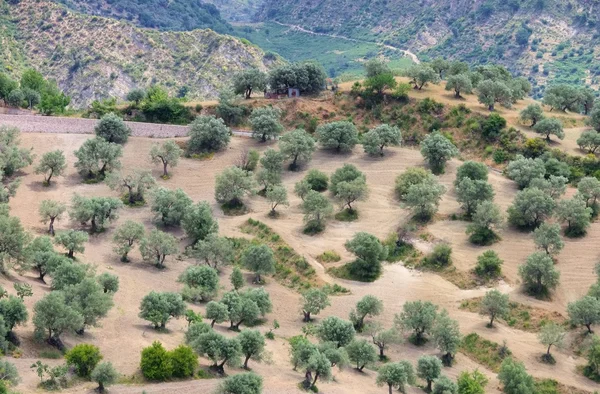 Olival em Calabria — Fotografia de Stock