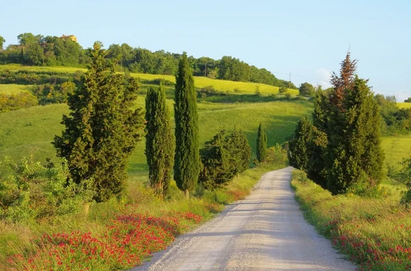 Tuscany cypress trees with track — Stock Photo, Image