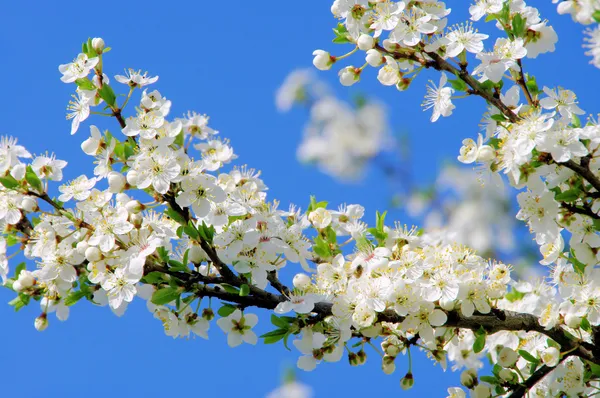 Plum bloesem 65 — Stockfoto