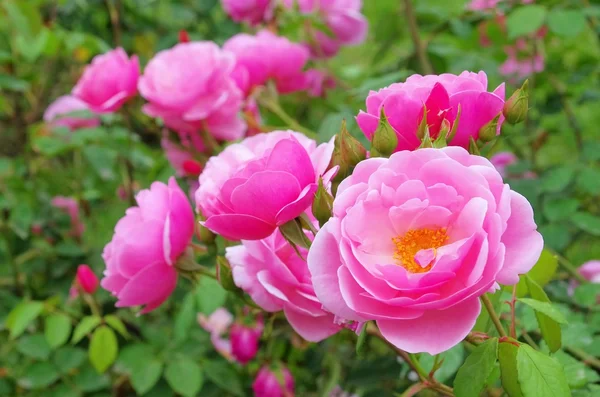 Campane di fiocco rosa — Foto Stock