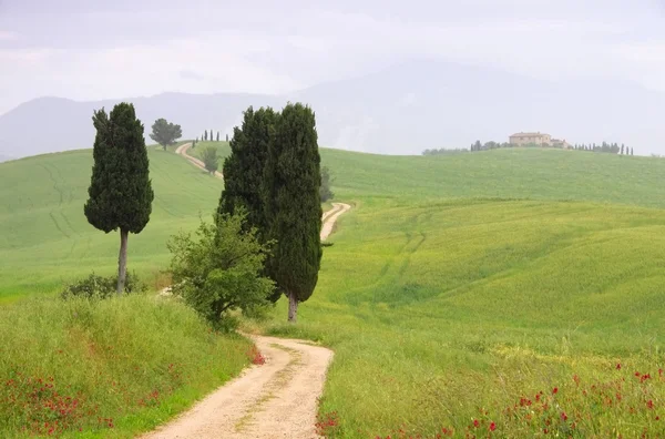 Tuscany cypress trees with track — Stock Photo, Image