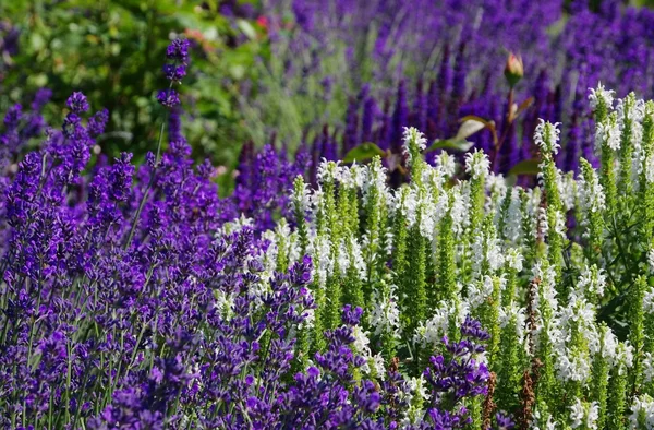 Lavendar e salvia — Fotografia de Stock