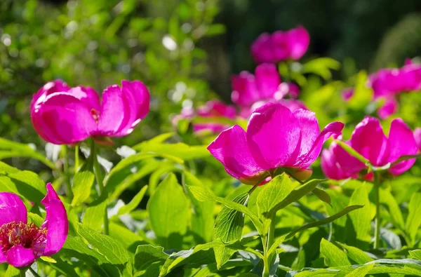 Paeonia — Stockfoto