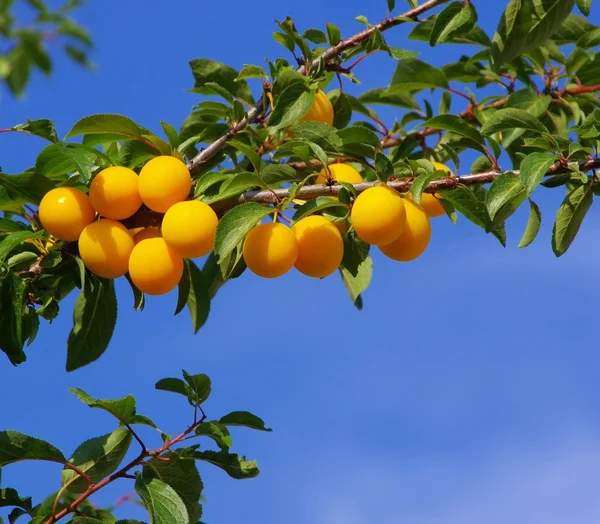 Mirabelle plums at the tree — Stock Photo, Image