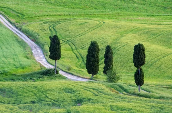 Cipreste da Toscana com pista — Fotografia de Stock