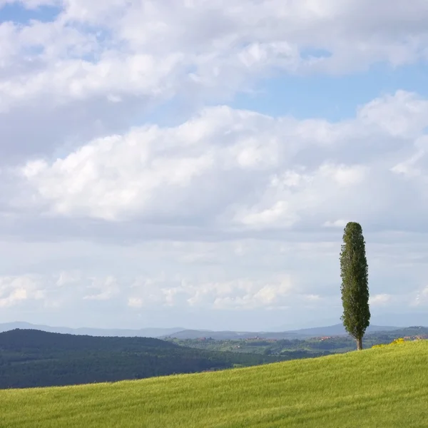 Toskania pola i cyprys drzewo — Zdjęcie stockowe