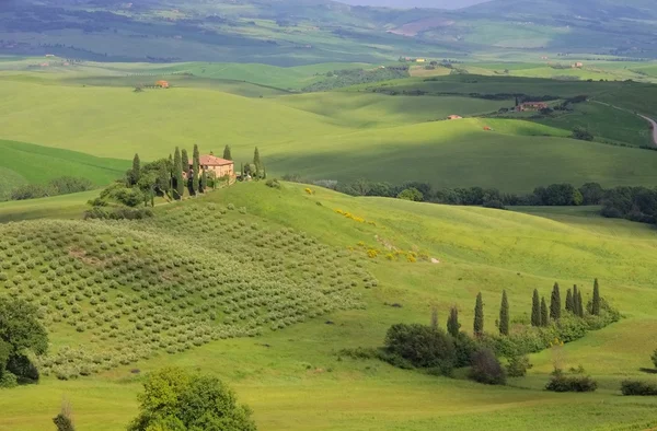 Tuscany field and cypress tree — Stock Photo, Image
