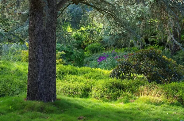 Cedar dan rhododendron — Stok Foto