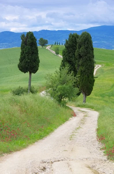 Tuscany cypress trees with track — Stock Photo, Image