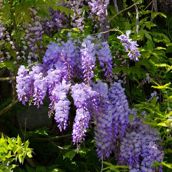 Wisteria — Zdjęcie stockowe